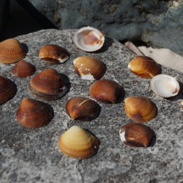 1 KG - Brown Philippine Clam Shell - 1 inch