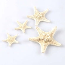 Horned Starfish Bleached White (3 - 4 inch) Choriaster Granulatus