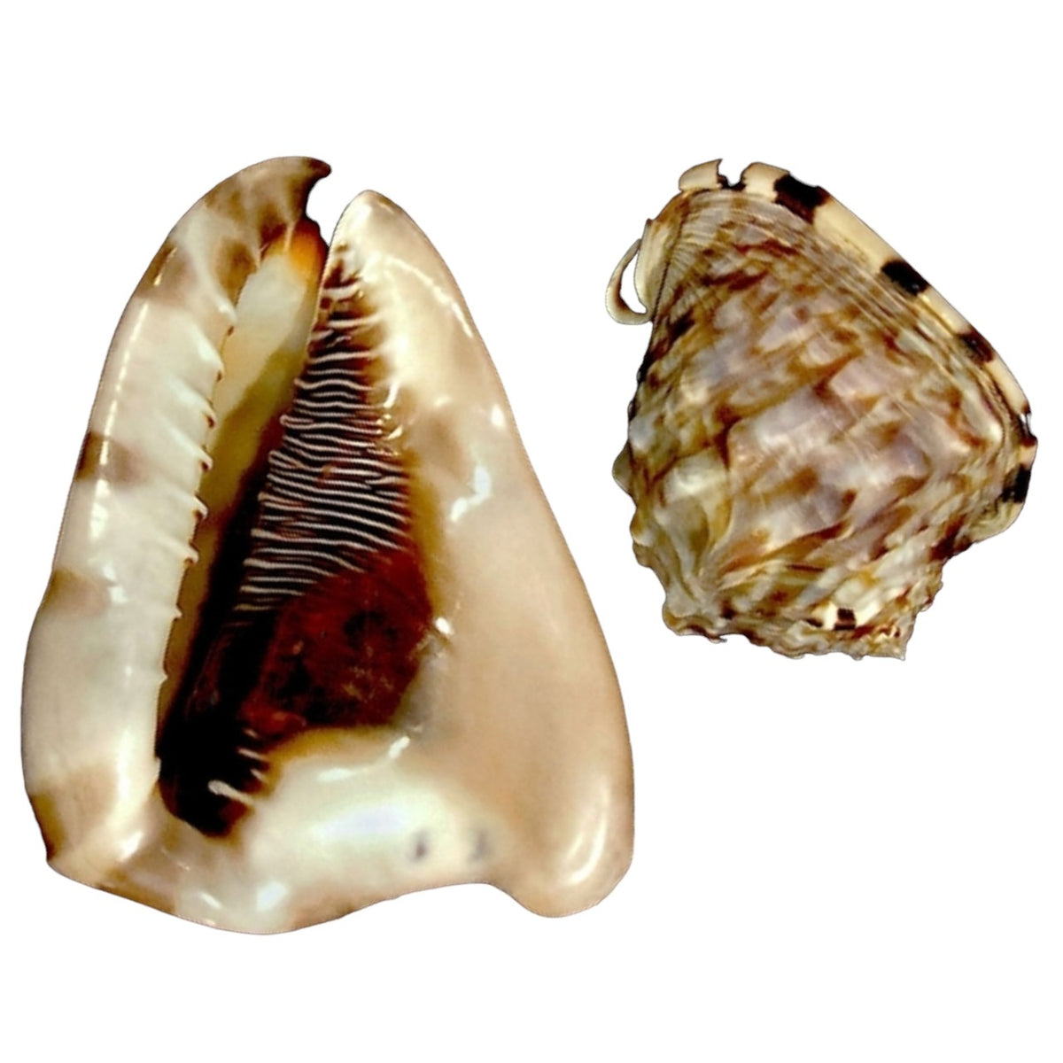 King Conch - Cassis Tuberosa - 6 - 7 inches
