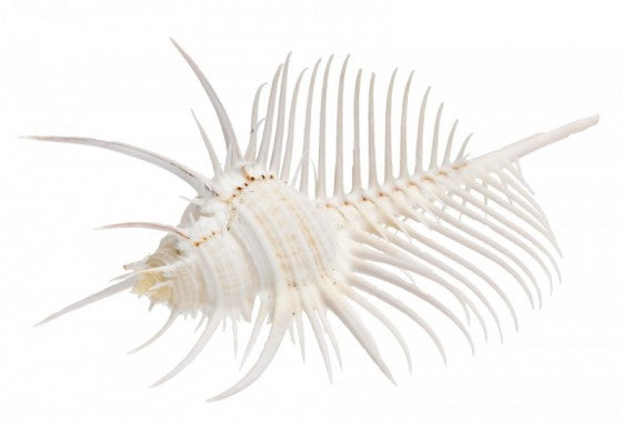 Venus Comb Murex - Murex Pecten - 5 - 6 inches - From the Philippines