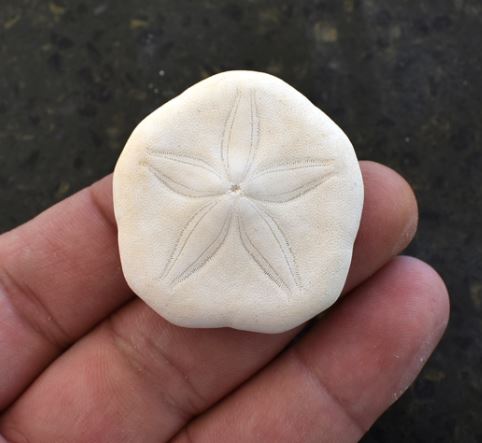 Mini Sand Dollar - 1 inch - Philippines - Sea Cookies
OLYPEASTER OSHINENSIS
