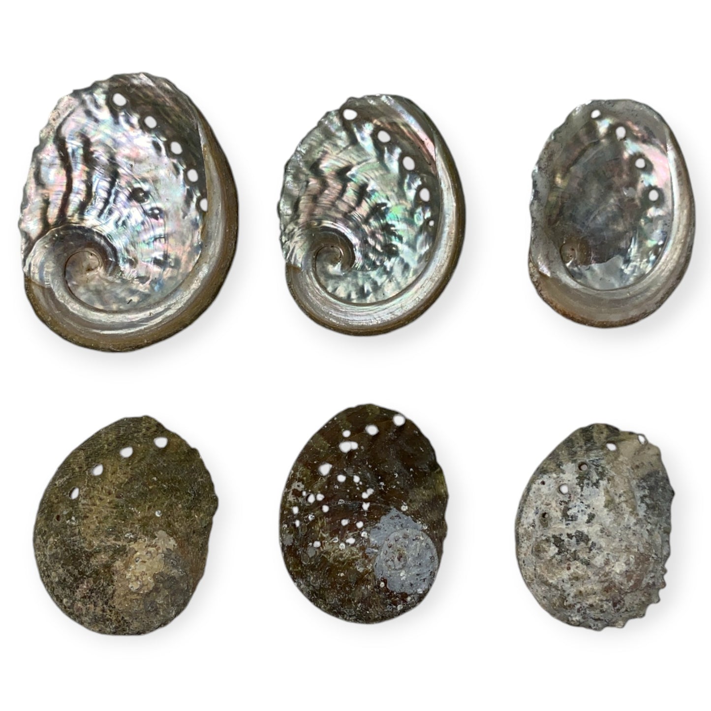 Sheep's Ear Abalone - Haliotis Ovina - 2 - 2.3 inches under 6cm - Green - All Natural - Vietnam