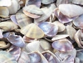 1 KG - Purple Donax Clam Shells - 0.75 - 1.5 inches - Haiti - Gould's Donax