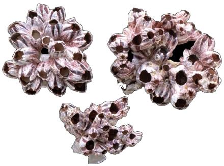 PURPLE GIANT BARNACLES 3 - 5 inch lepas psithacus (25 PER CASE)