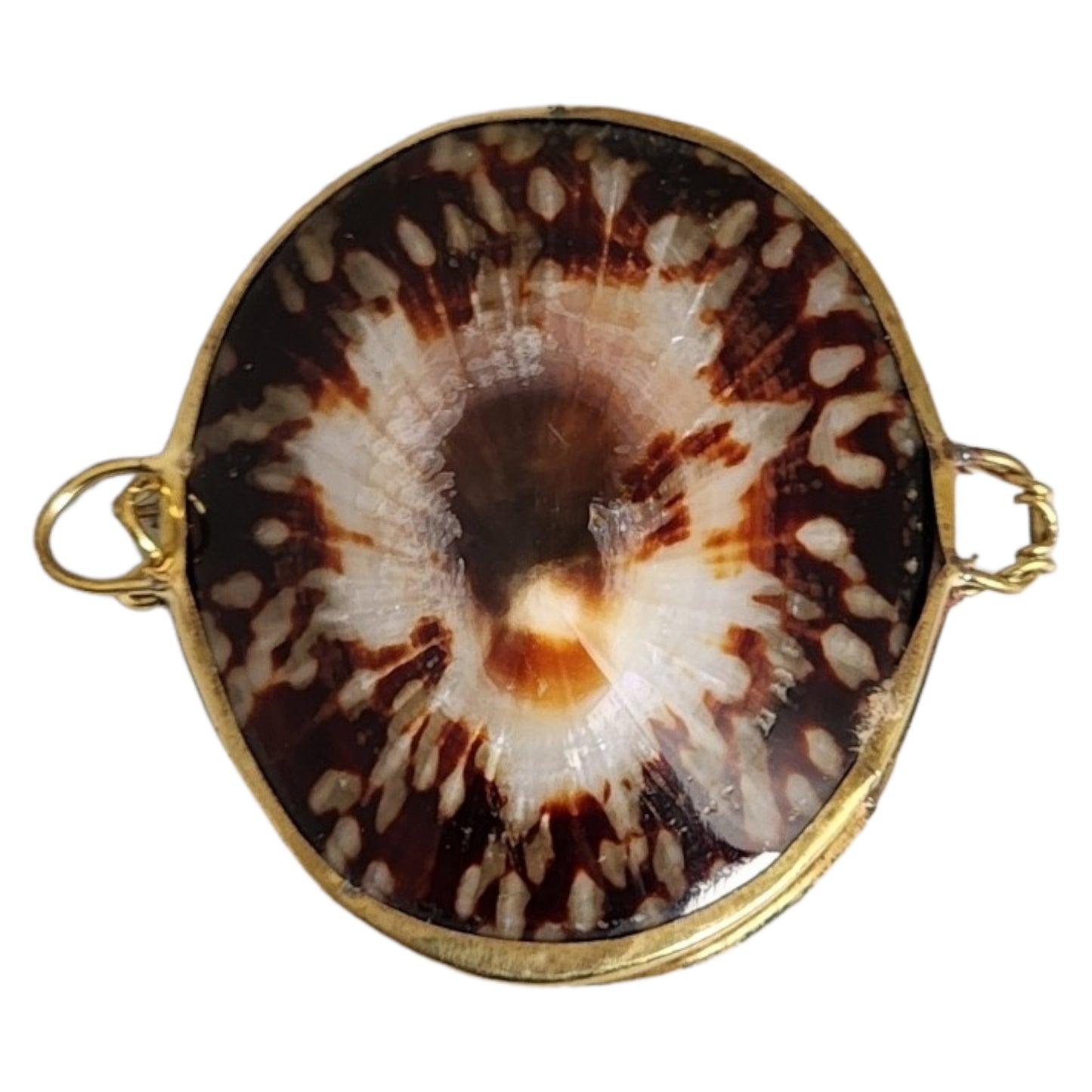 Polished Limpet Shell Coin - Smudge or Pill Boxes 2 - 3 inch
