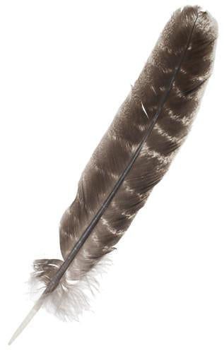 WILD TURKEY WING FEATHERS Rounded -NATURAL 8 inch+ 20cm+