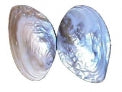 Giant Rainbow Mussel Pairs - 5 inches - CHAMBERLAINIA HAINESIANAN - Thailand
