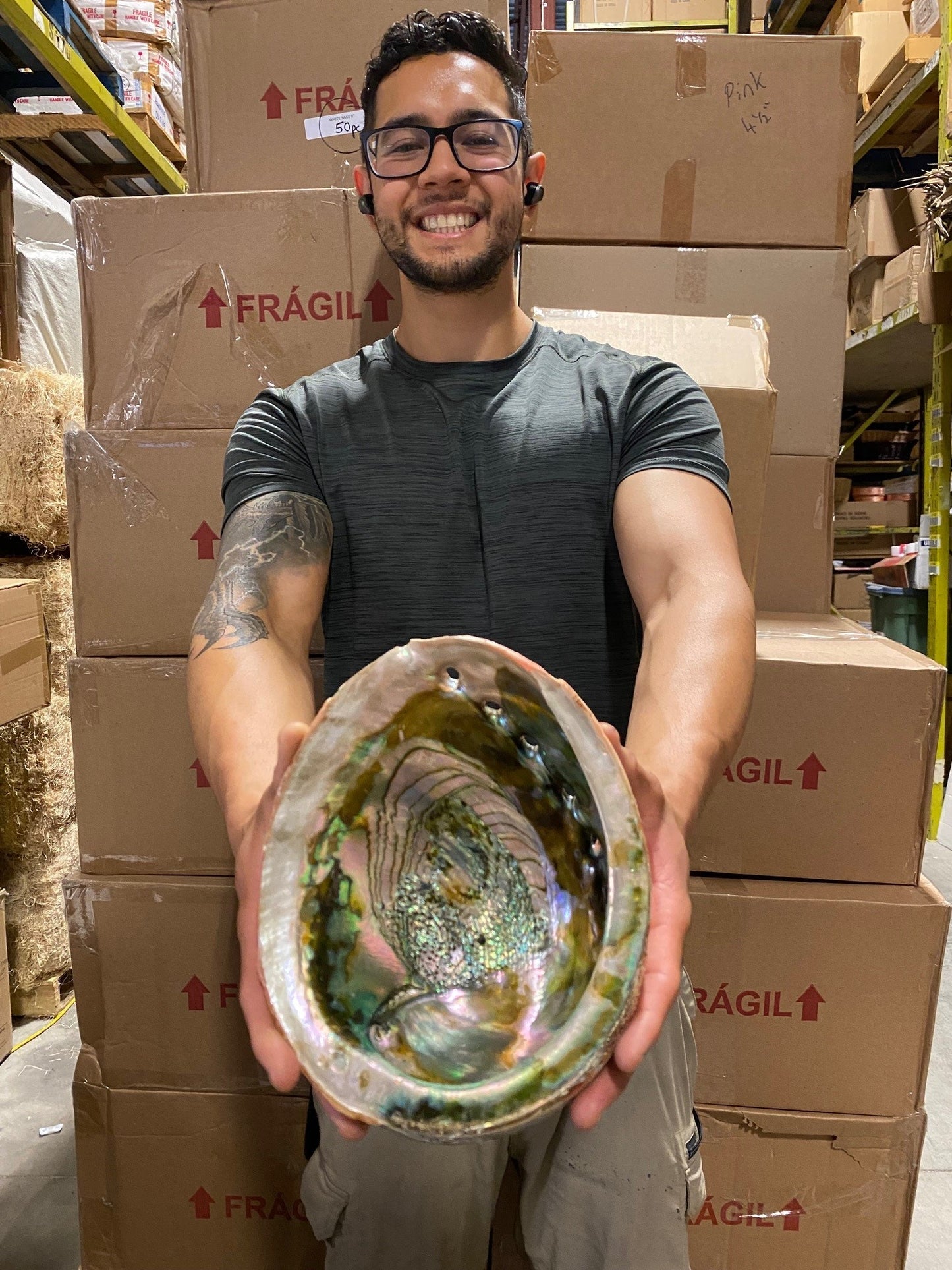 Natural Red Abalone (Haliotis Rufescens) - 8 inch + Mexico - NEW525