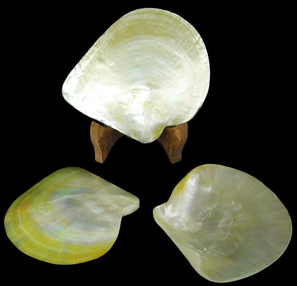 MOP Plates - Polished Both Sides - 5 - 6 inches - Golden-lipped Pearl Oyster (Pinctada Maxima)