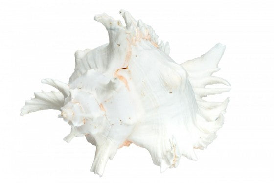 Murex Ramosa Seashell - 5 - 6 inches