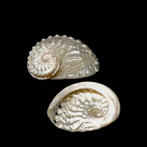 Pearlized Sheep's Ear Oval Abalone - Haliotis Ovina - 2.5 inches - Select - Philippines - NEW425