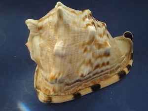 King Conch - Cassis Tuberosa - 8 - 9 inches
