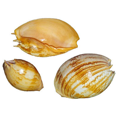 Melo Umbilicatus Shells - 10 - 11 inches - Melo-Umbelicatus - Philippines