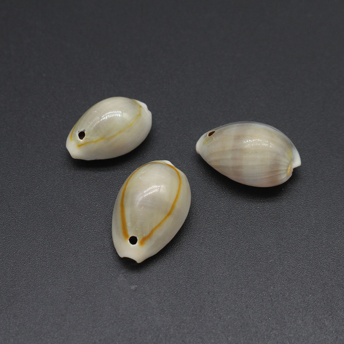 CYPRAEA ANNULUS with 1 hole top center 21x18x10mm - (500 grams 650 pcs) - Grey Cowry Cowrie Shells - Philippines