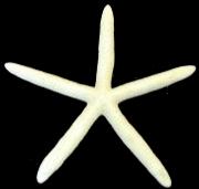 White Finger Starfish -Bluey Bleached (6 - 8 inch) - Linckia Laevigata - Philippines