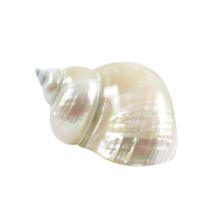 Jumbo Pearl Turbo Large Snail Hermit Crab Shell - Imperialis Turbo Mixed Sizes 31mm opening size