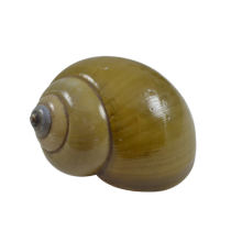 Green Snail Hermit Crab Shells - Pila Ampullacea