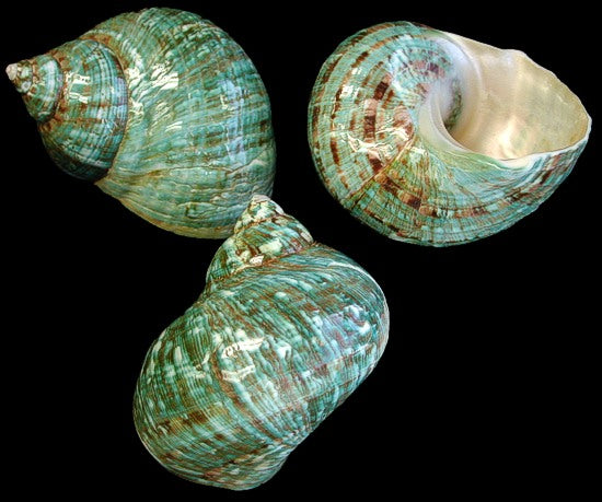 Jumbo Polished Green Jade Turbo - Sizes - 4 inch - Large Snail Hermit Crab Shell - Imperialis Turbo - NEW621