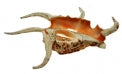 Lambis Chiragara Center Cut Shell - 7 - 9 inches