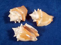 Golden Fighting Conch - 3 inch Haiti - Thailand - Sinistrofulgur Perversum