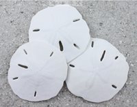 Florida Keyhole Sanddollar - MELLITA QUINQUIESPERFORATA - 4 to 4.5 inches - USA