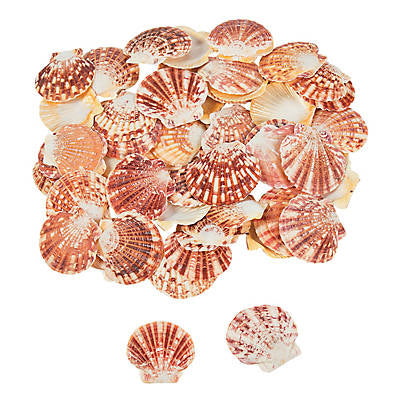 Macarensis Pecten Scallop Shell Halves - 1.75 - 2.25 inches - Philippines
