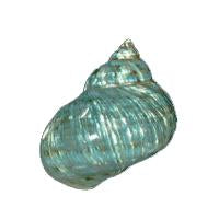 Jumbo Polished Green Jade Turbo - Sizes - 3 to 3.5 inch - Large Snail Hermit Crab Shell - Imperialis Turbo