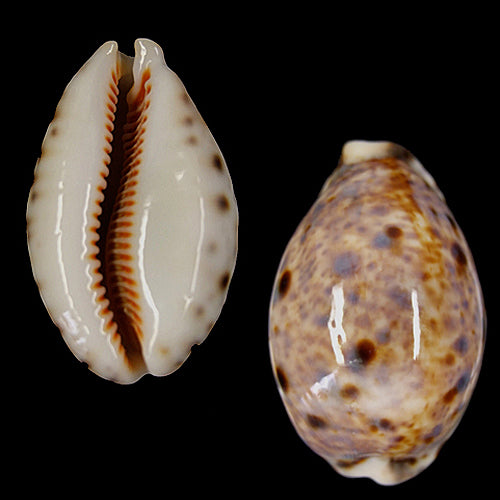 Cypraea Lynx - Cowry - Cowries - 1.5 - 2 inch - Philippines