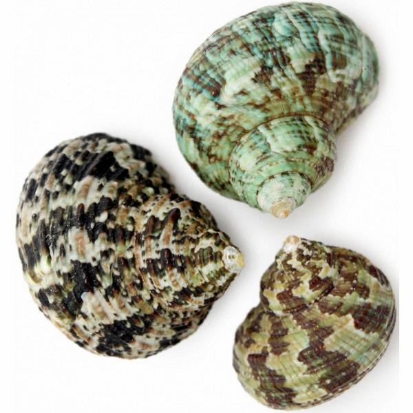 Green Turbo Hermit Crab Shells - Turbo Bruneus 16mm opening size