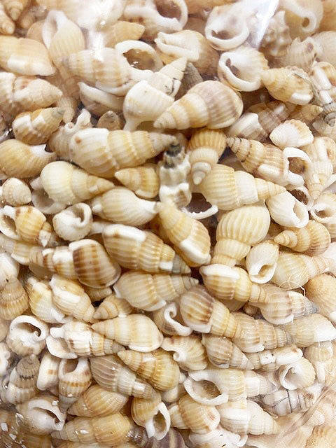 1 KG - Yellow Neat Nassa Concinnus - .25 - .5 inch - Nassarius Reticulatus - Marginella - China - NEW222