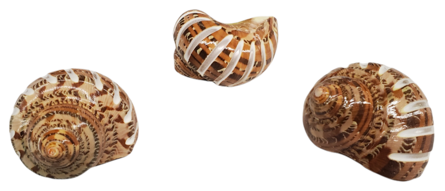 Banded Tapestry Turban - Turbo Pethoratus - inch + Thailand