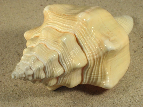 Chank Shells - Turbinella Angulata - 5 inch + MEXICAN