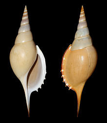 Tibia Martini Shell - 6 - 7 inches - Grade #1 - Philippines