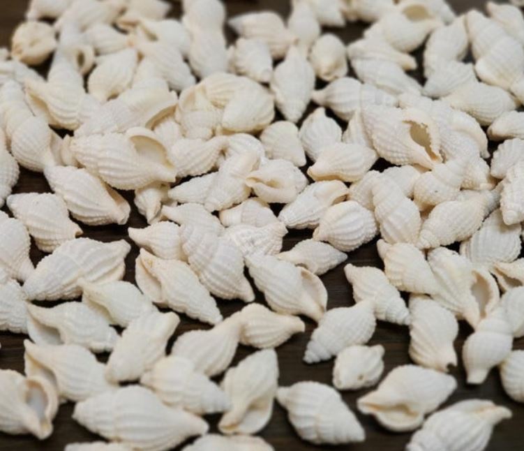 1 KG - Neat Nassa Concinnus - .25 - .5 inch - Nassarius Reticulatus - Marginella - China - NEW222