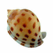 Cassis Pila Shells - 2 - 3 inches - Philippines