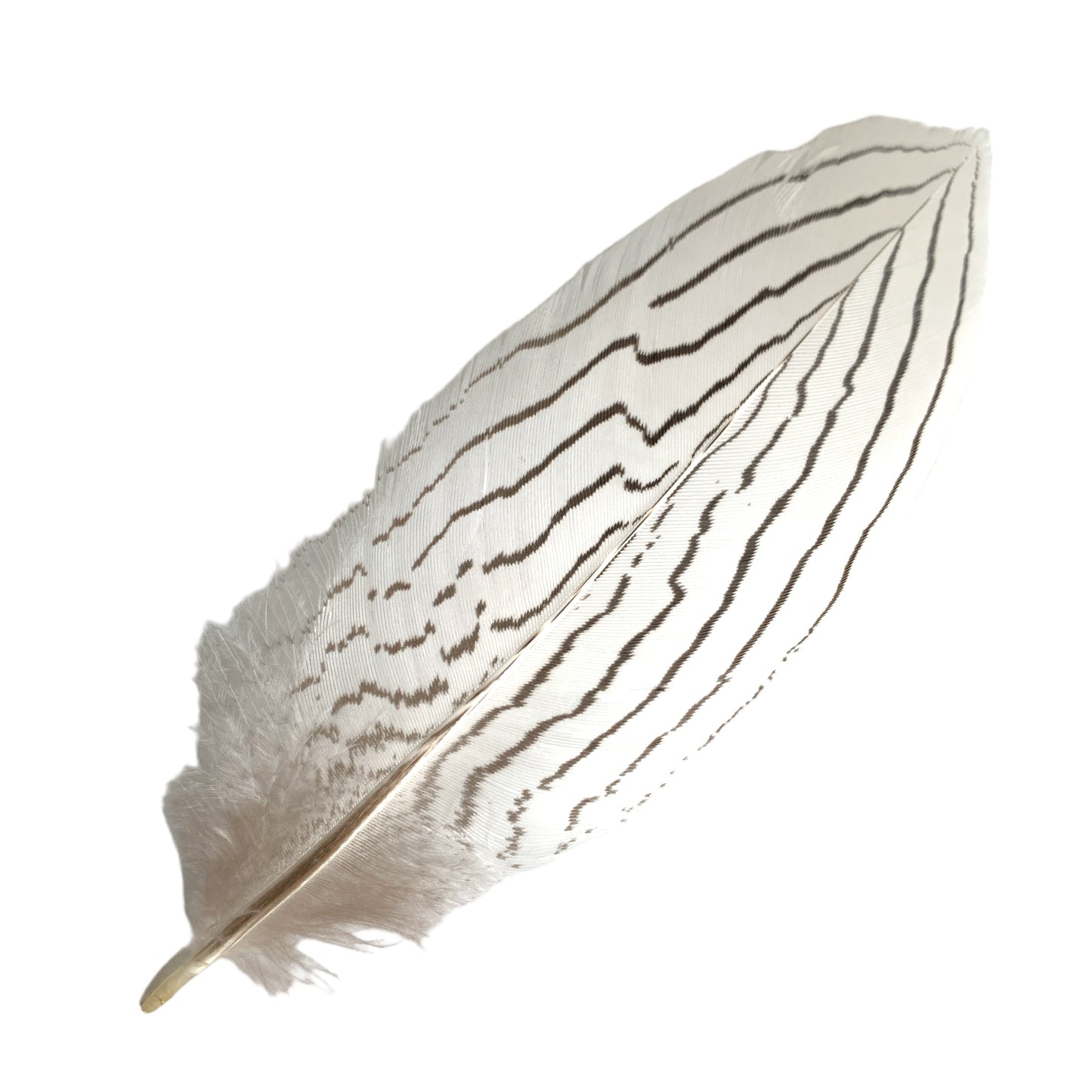 SILVER PHEASANT FEATHERS NATURAL 6 to 8 inch (W/ HEADER)