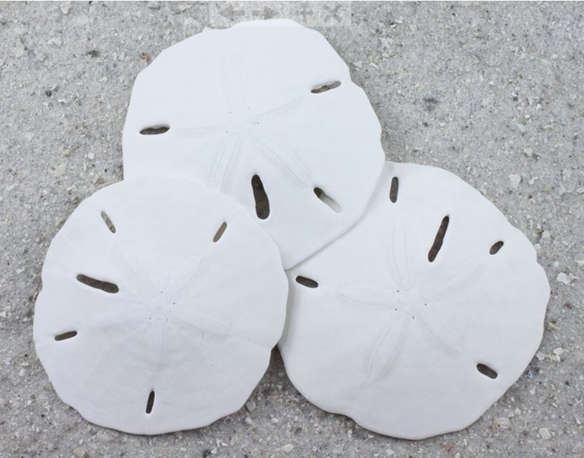 Florida Keyhole Sand Dollar - Mellita Quinquiesperforata - (10 sand dollars  approx. 1-1.25 inches)