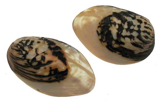 Half Polished Frog Mussel Pairs - 3 - 4 inches