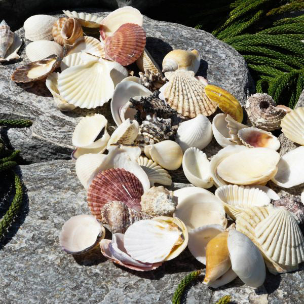 2 KG - Bag Of Assorted Shells - 2 - 3 inches - Philippines