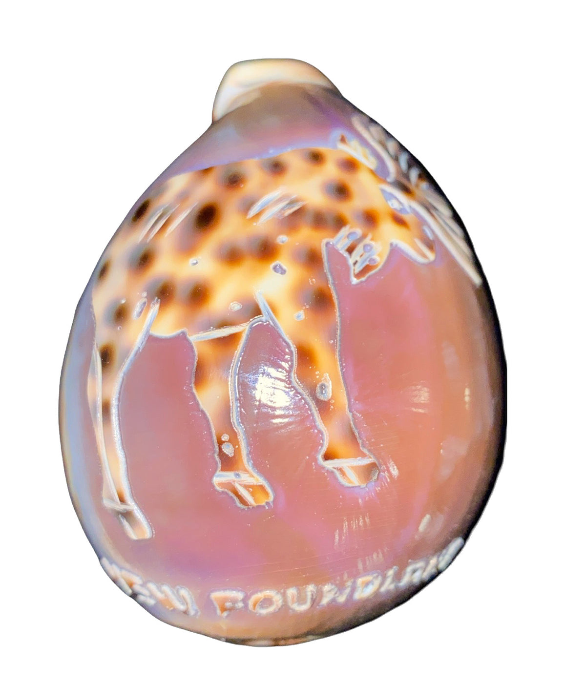 NEWFOUNDLAND MOOSE COWRIE NIGHTLIGHT