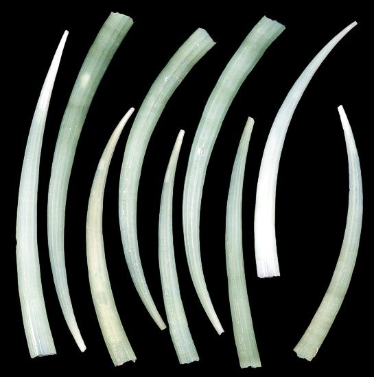 Green Dentalium Elephantinum Tusk - 2 inch + Philippines