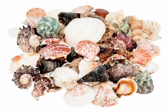 Assorted Seashell Mix
1 KG - 1 - 2 Inch Shells - Mixed in house may vary - Philippines