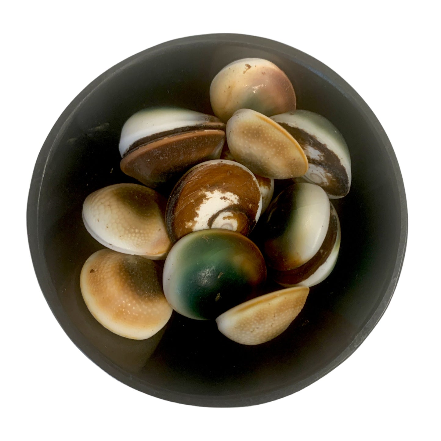 Cats Eyes - .75 inch - Shiva Eye Shell