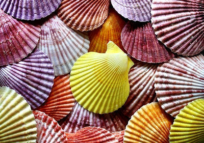 Coloured Pecten Nobilus Pairs - 3"- 4"
See SS633