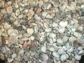 1 KG - Assorted Seashell Mix - 0.25 - 0.5 inches - Philippines