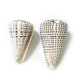 Conus Leopardus Cone Shell 4 + inches