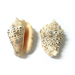 1 KG - Strombus Lentiginosus - 2 - 3 inches