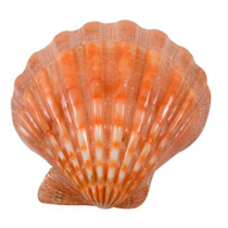 Polished Orange Lions Paw Halves - 5 + inch - PECTEN SUBNODOSUS - Scallop Shell - Philippines