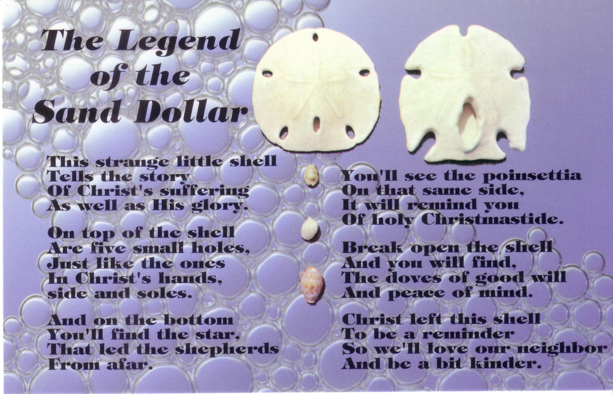 Arrowhead Sand Dollar (3 + inch) with Postcard - Packaged in Canada