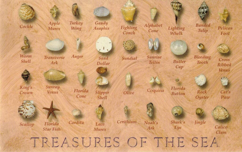Treasures of the Sea - Shell Collections - Pack of 16 Assorted Cowrie Cowry Cypraea Shells
